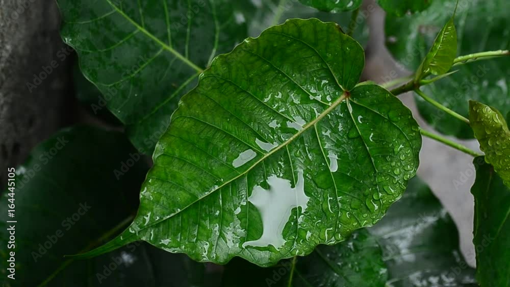 green leaf Bodhi Tree,have water drop and wind,have Cement wall for Background green leaf Bodhi Tree,have water drop and wind,have Cement wall for Background