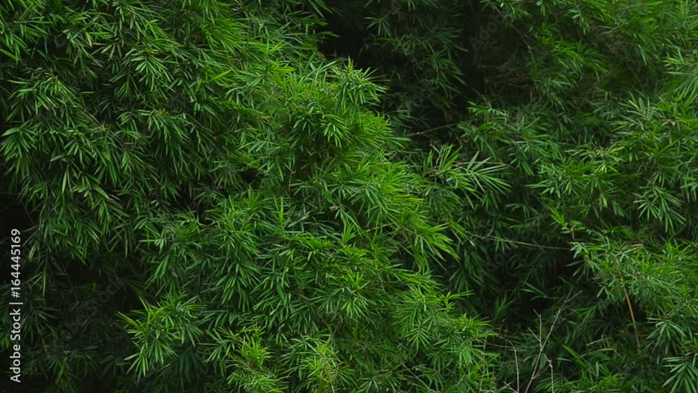 natural bamboo leaf blowing in the Wind natural bamboo leaf blowing in the Wind