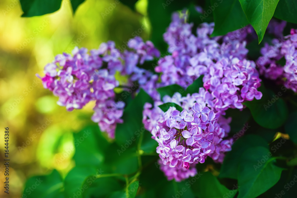 Photo of blooming lilac flowers and green leaves in the garden. Shallow depth of field. Selective focus. Photo of blooming lilac flowers and green leaves in the garden. Shallow depth of field. Selective focus.