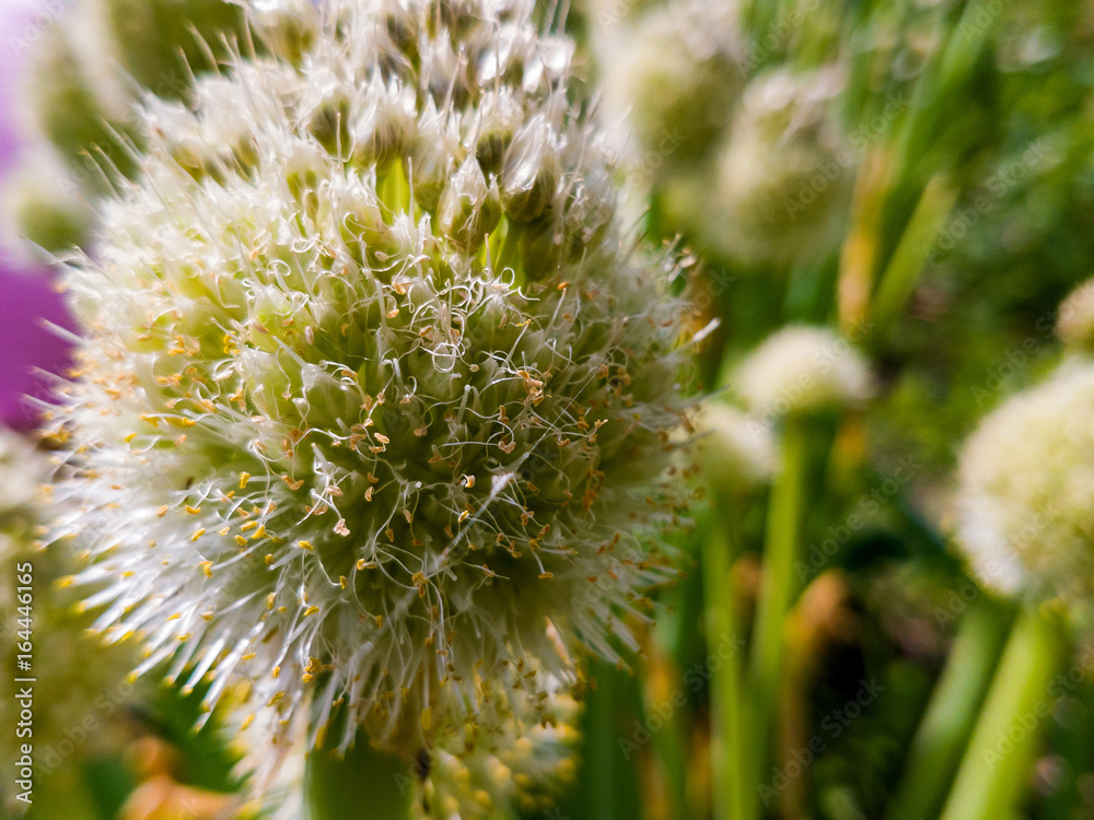 Pollination green onions Pollination green onions
