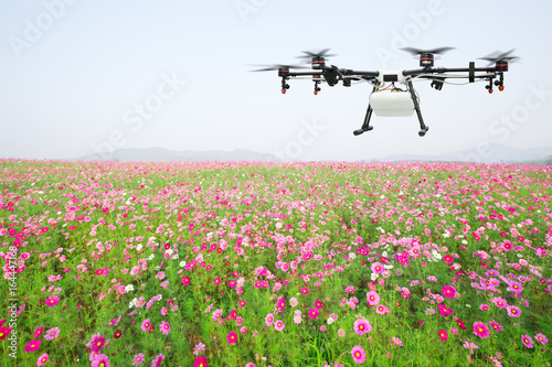 Agriculture drone flying on cosmos flowers field
