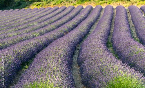 Lavendel Felder bei Entrevennes, Provence Frankreich photo