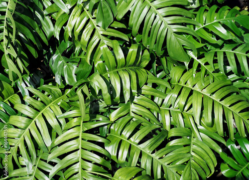 Green leaves pattern and background