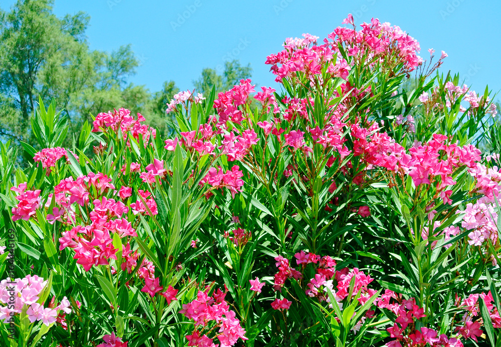 Pink nerium oleander, evergreen small tree in Cyprus. Pink nerium oleander, evergreen small tree in Cyprus.