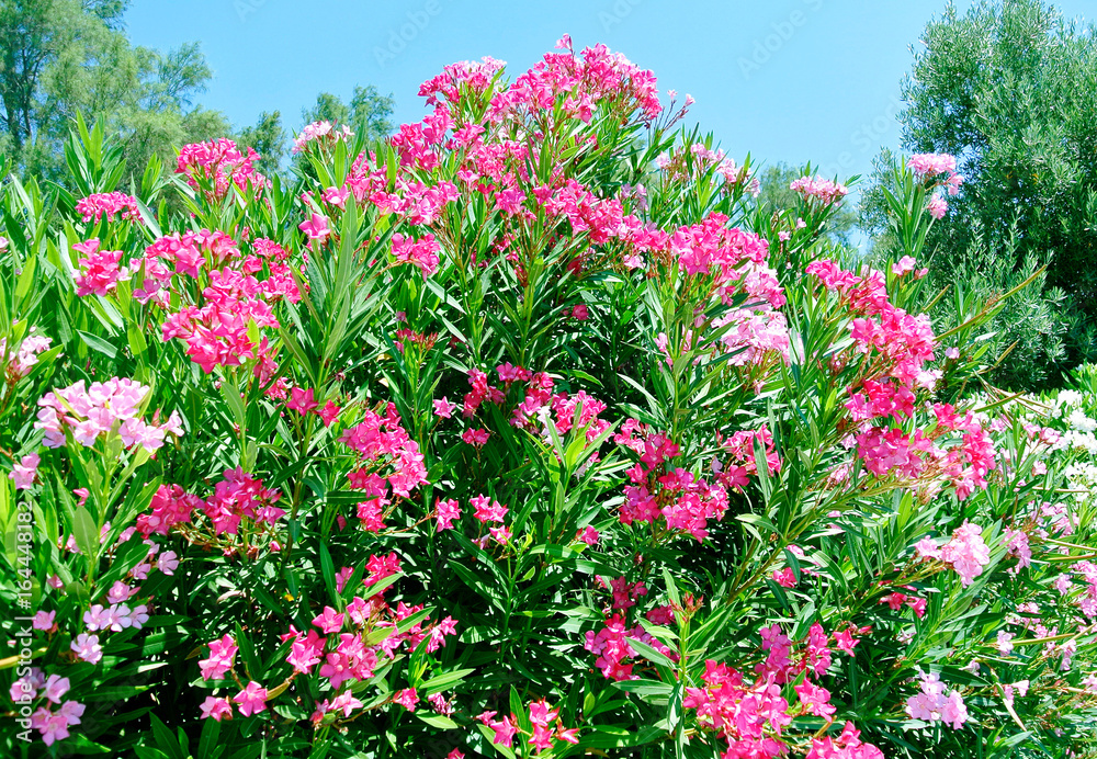 Pink nerium oleander, evergreen small tree in Cyprus. Pink nerium oleander, evergreen small tree in Cyprus.