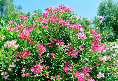 Pink nerium oleander, evergreen small tree in Cyprus.