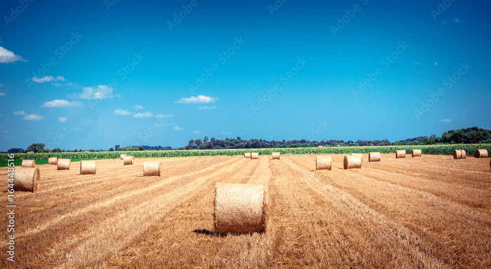 Round bundles of dry grass in the field against the blue sky. Bales of hay to feed