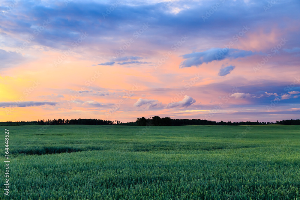 beautiful sunset over the wheat field