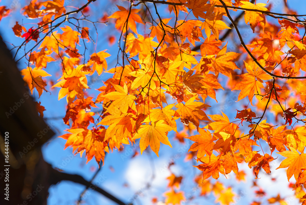 the beautiful autumn color of Japan maple.leaves on tree, yellow, orange and red discoloration in the park, when the leaves change colorful in November, every year the beautiful autumn color of Japan maple.leaves on tree, yellow, orange and red discoloration in the park, when the leaves change colorful in November, every year