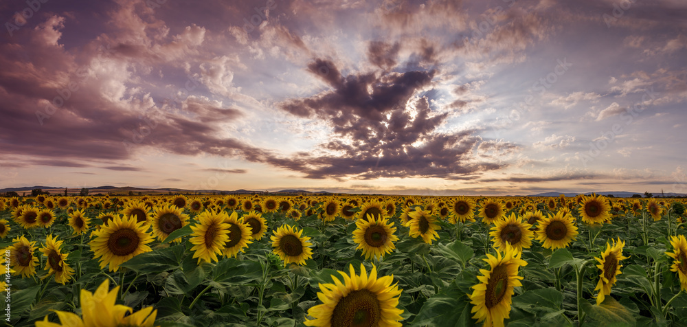 Fototapeta premium sunflowers in the sun panorama