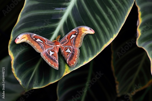 Attacus atlas - male