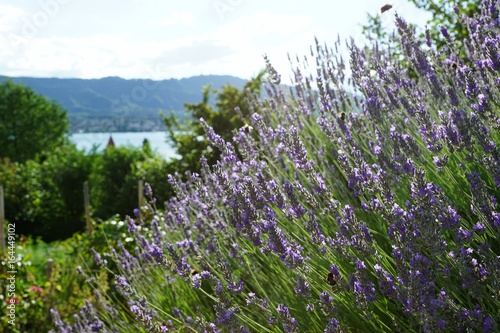 Fototapeta Naklejka Na Ścianę i Meble -  Lavendel in Zollikon kanton Zürich