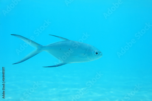 Small spotted dart fish