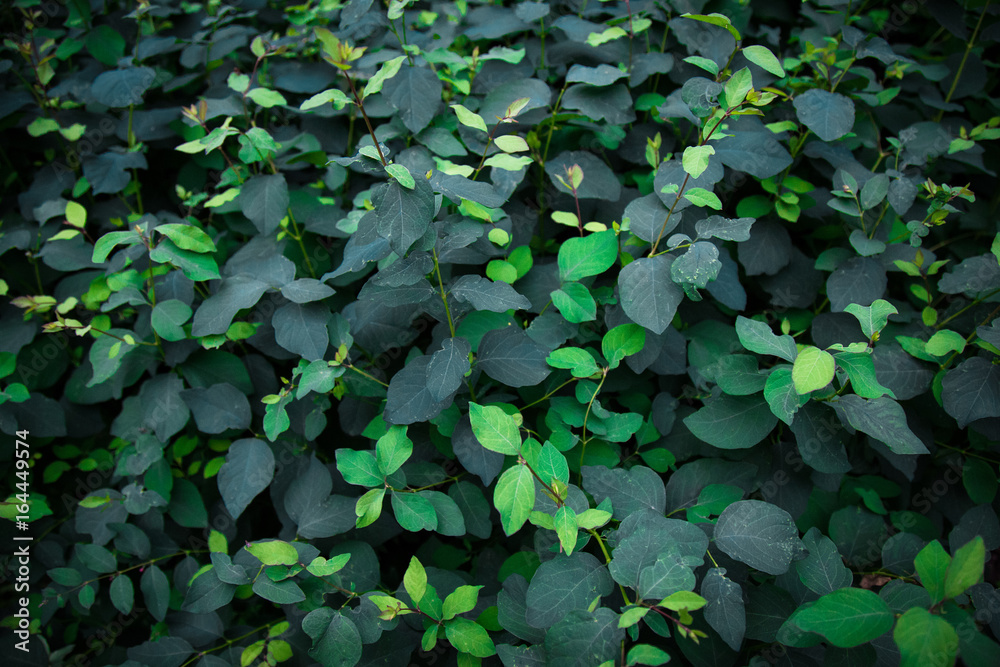 green and blue leaves texture background green and blue leaves texture background