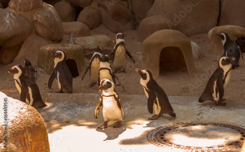 Ein Rudel Pinguine im Zoo © knipserbb