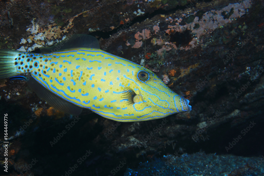Fototapeta premium Scribblet leatherjacket filefish