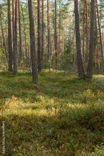Pine forest in Finland