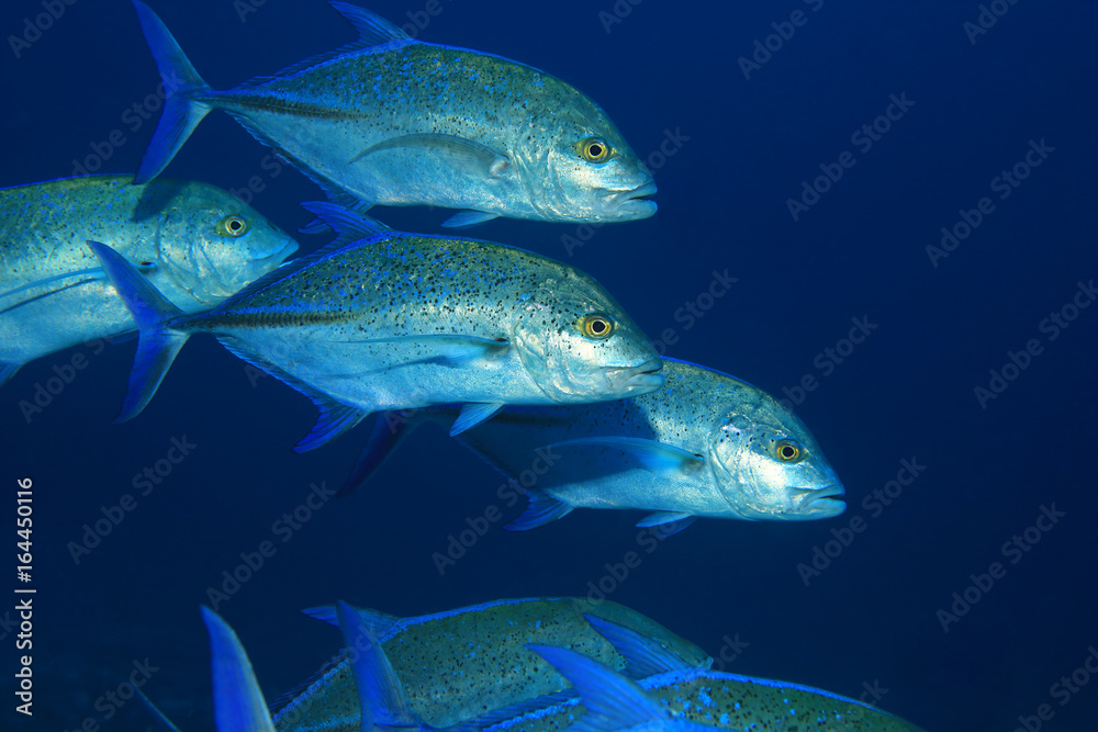 Bluefin trevally fish Bluefin trevally fish