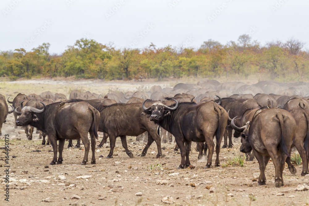 African buffalo in Kruger National park, South Africa African buffalo in Kruger National park, South Africa