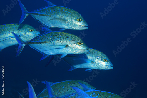 Bluefin trevally fish © aquapix