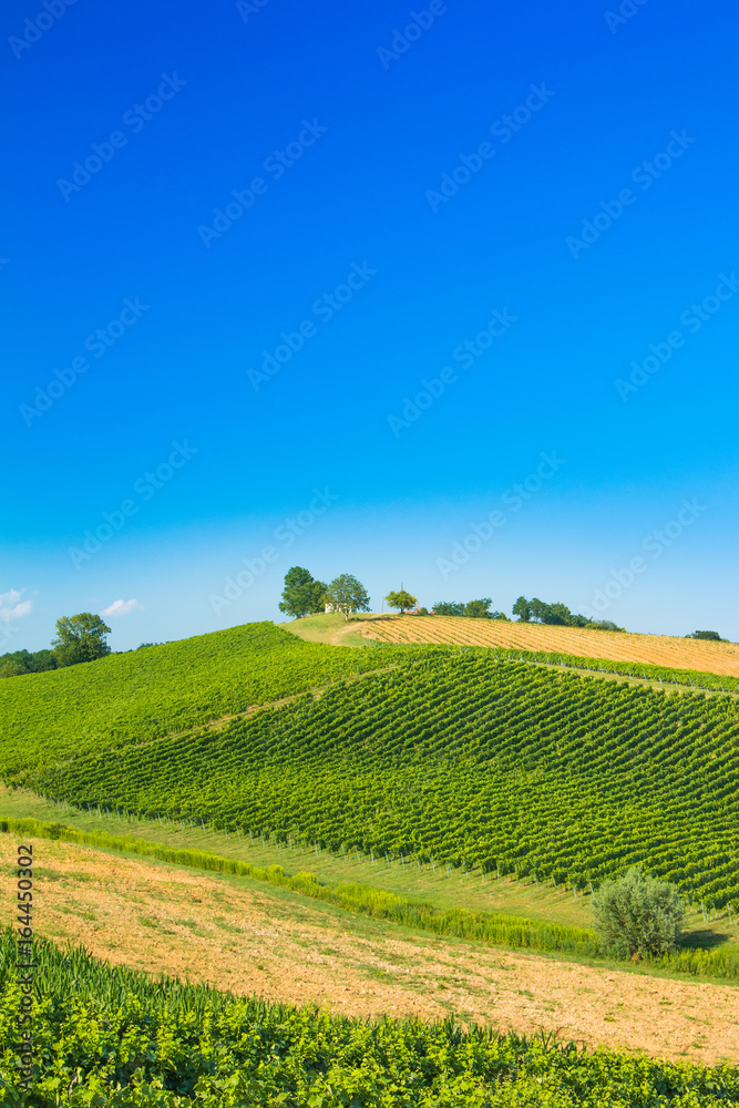 Beautiful green countryside landscape, vineyard in Daruvar region, Croatia 