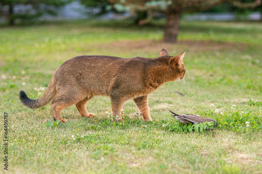 Abyssinian cat hunts a bird in the open air Abyssinian cat hunts a bird in the open air