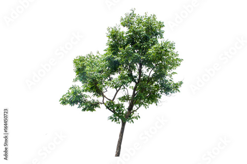 tree isolated on white background.