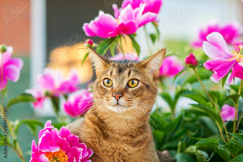 Abyssinian cat in flowers / portrait