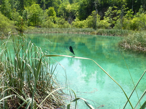 nature vivante au lac de plitvice en croatie