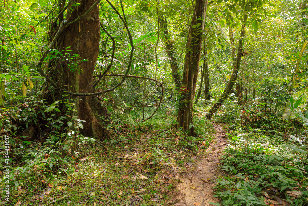 Footpath in rainforest borneo Footpath in rainforest borneo