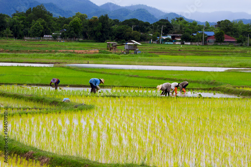 Farmers grow rice in rice fields, rice producers, the way of life of Thai farmers.