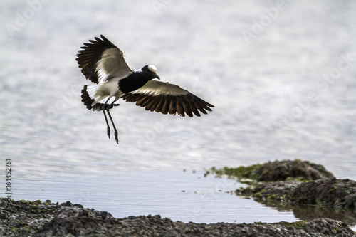 Blacksmith Lapwing in Kruger National park, South Africa