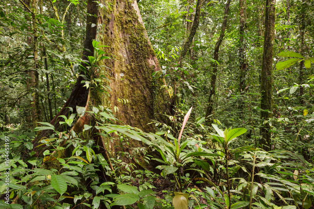 Big tree deep in rainforest borneo Big tree deep in rainforest borneo