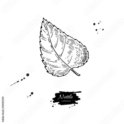 Nettle vector drawing. Isolated medical plant with leaves. Herbal engraved style illustration. Detailed