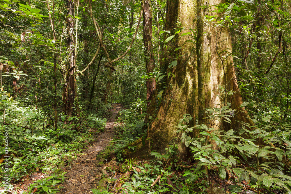 Naklejka premium Footpath in rainforest borneo