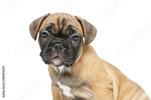 cute french bulldog puppy © svetography