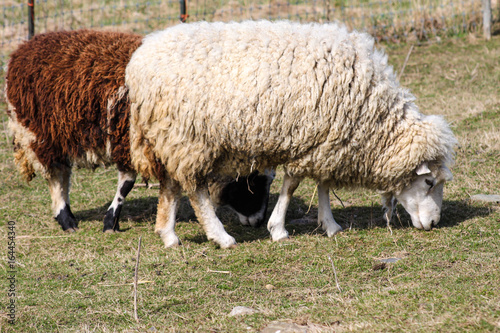 Two wooly sheep grazing on green grass in a field. One is white and the other is brown