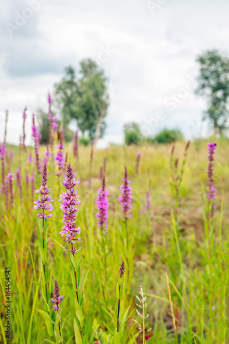 Flowering Lythrum salicaria or purple loosestrife in a marshy area