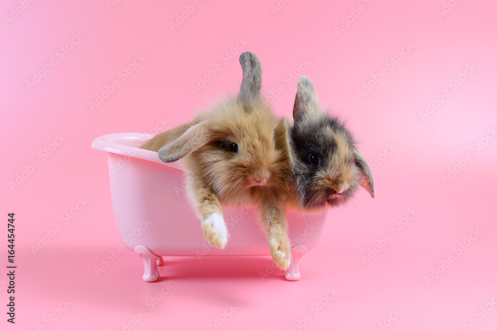 Obraz premium two brown fluffy rabbit in pink bathtub on pink background, Bathing Bunny