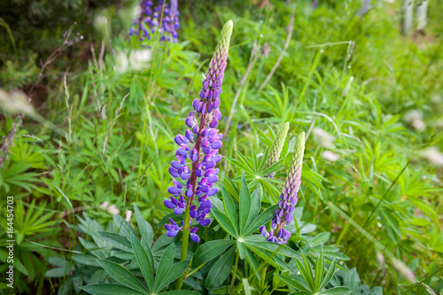 Blooming Wild Lupine flowers in a summer forest - Lupinus polyphyllus - garden or fodder plant. photo