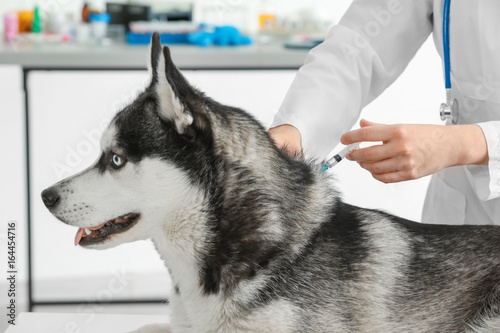 Veterinarian vaccinating hu...