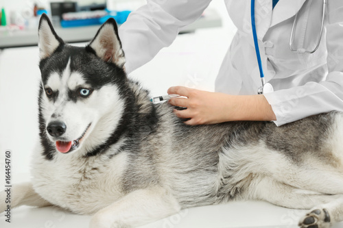 Veterinarian vaccinating hu...
