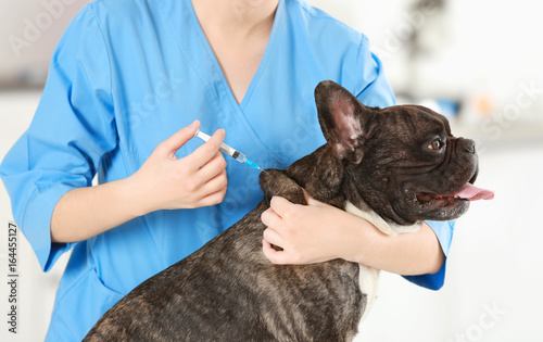 Veterinarian vaccinating dog in light clinic