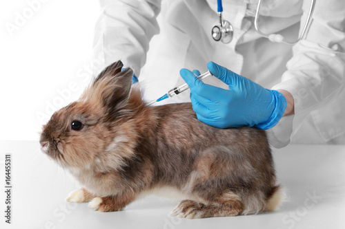 Fototapet Veterinarian vaccinating rabbit on white background