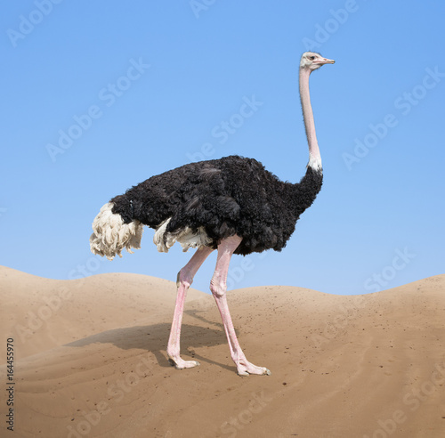 ostrich in desert