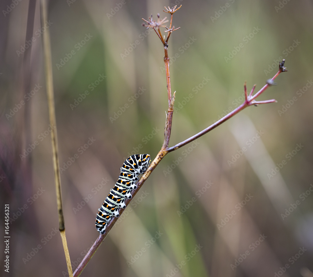 swallowtail butterfly's caterpillar (Papilio machaon) in a branch on a rainy day