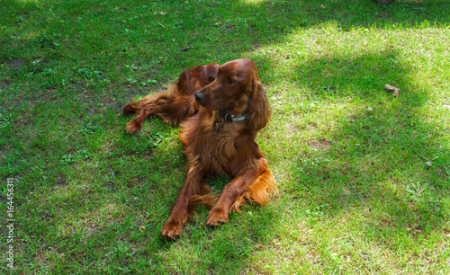 Dog breeds satter, brown color on the lawn.