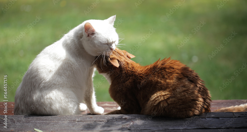 a red cat cleaning a white cat