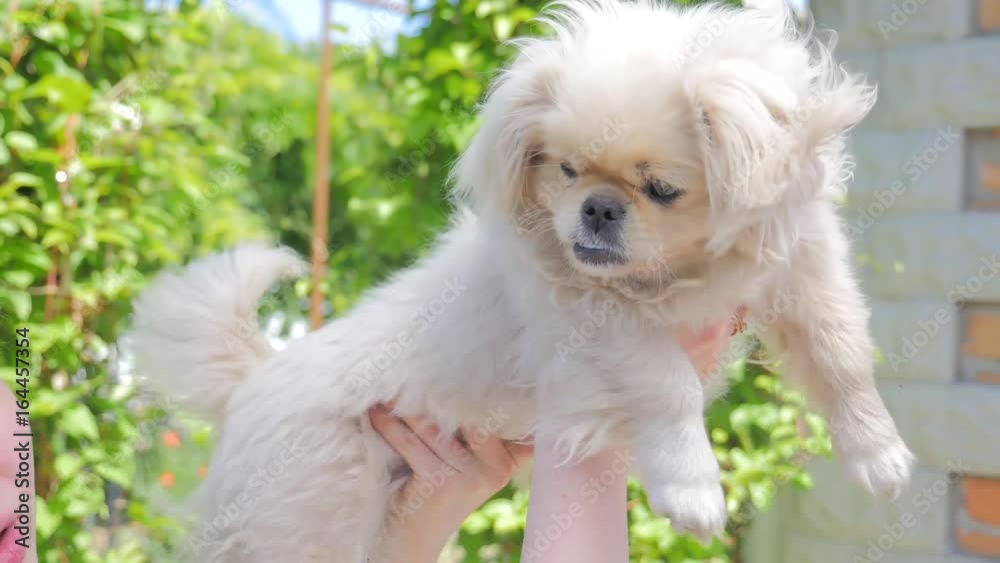 Cute Pekingese Dog relaxing on the warm sunny day. White pekingese in summer garden. Pekinese dog reasting in nature. Cute Pekingese Dog relaxing on the warm sunny day. White pekingese in summer garden. Pekinese dog reasting in nature.