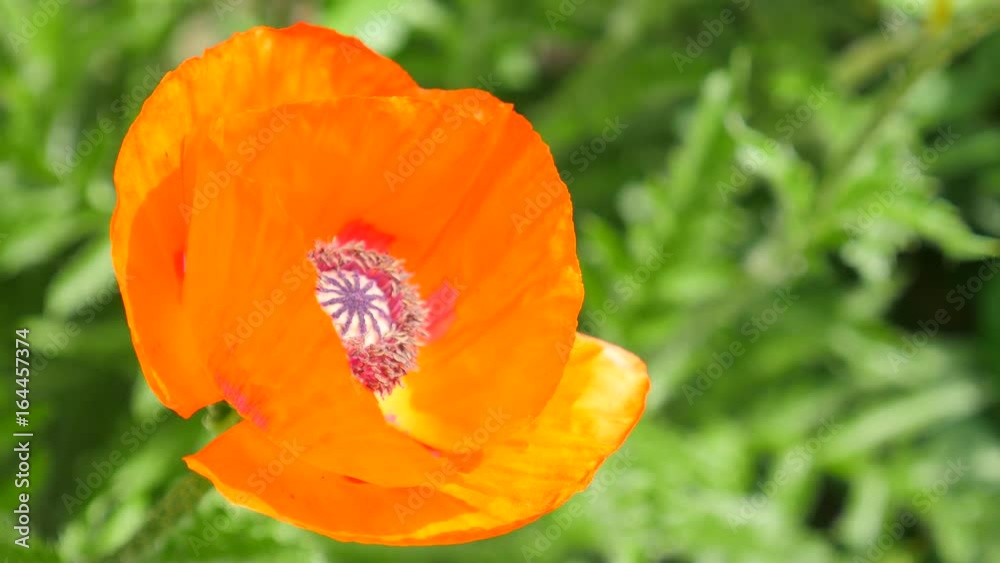 Poppy flower at sunny day. Bright red oriental poppy flower on sunny day surrounded by green lush leaves. Flowerbed of blooming decorative poppy.